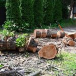 Tree Cutting Service Designed for Safety and Care
