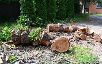 Tree Cutting Service Designed for Safety and Care
