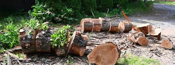 Tree Cutting Service Designed for Safety and Care