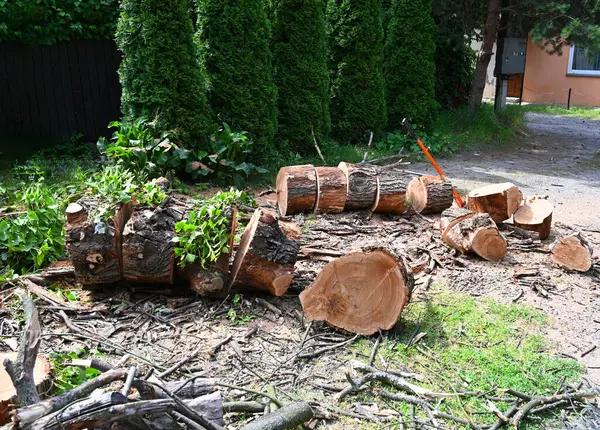 Tree Cutting Service Designed for Safety and Care