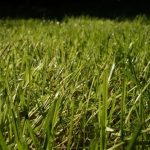 Flea Tick and Surface Insect Control for a Safer and More Comfortable Yard