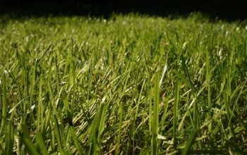 Flea Tick and Surface Insect Control for a Safer and More Comfortable Yard