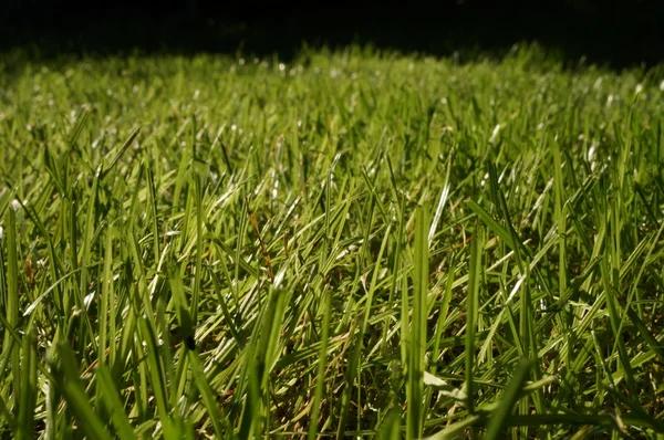 Flea Tick and Surface Insect Control for a Safer and More Comfortable Yard