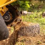 Comprehensive Tree Service Madison for Healthy Landscapes