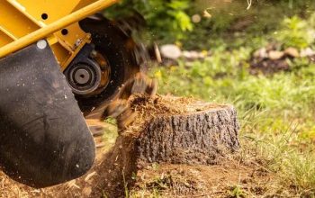 Comprehensive Tree Service Madison for Healthy Landscapes