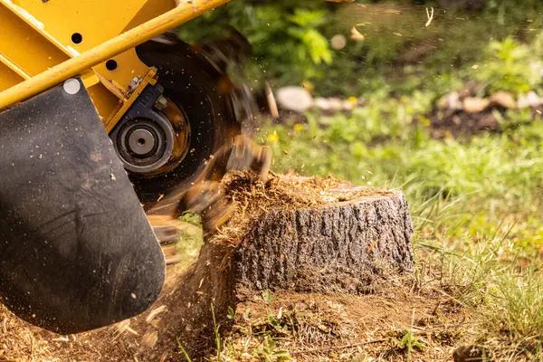 Comprehensive Tree Service Madison for Healthy Landscapes